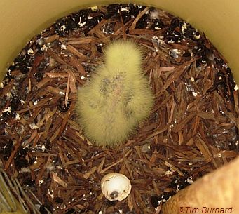 Red-tailed Black-Cockatoo chick in artificial PVC hollow which is the first time successful nesting has been recorded in this type of hollow.