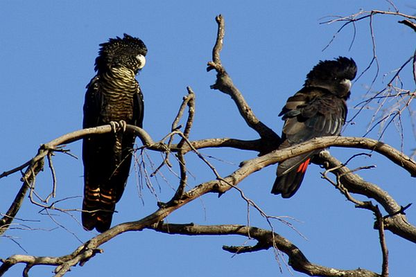 Red-tailed Black-cockatoo male and female Image Sky McPherson