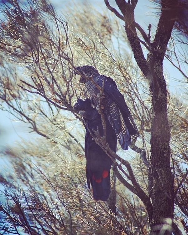 Red-tailed Black-cockatoo pair in Buloke Image: Sky McPherson