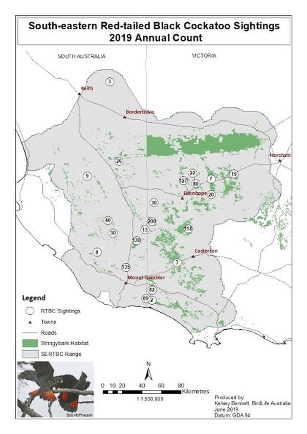 Red-tailed Black-cocatoo surevy 2019 Source: Birdlife Australia