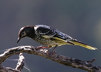 honeyeater