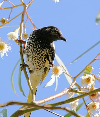 honeyeater