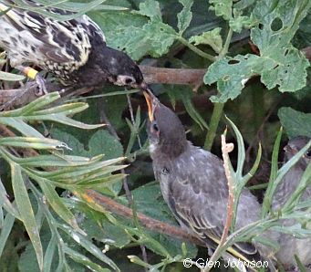 honeyeater