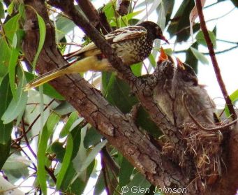 honeyeater