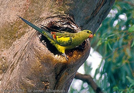 Regent Parrot - female