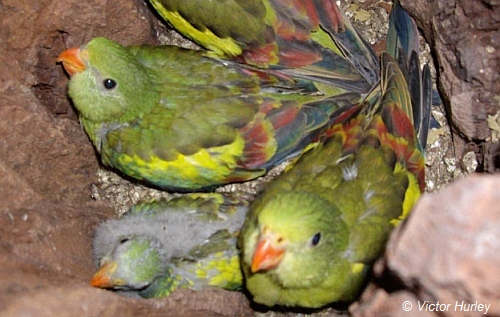 Regent Parrots