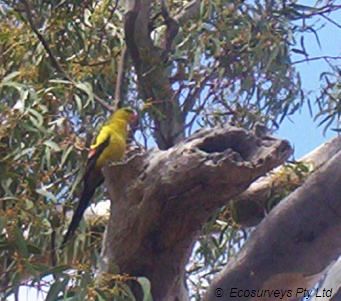 Regent Parrot