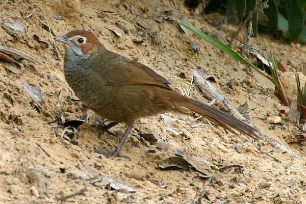 Rufous Bristlebird Image: Bob McPherson