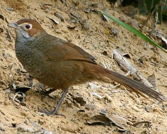 Rufous Bristlebird