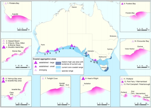 Aggregations of Southern Right Whales in Australia