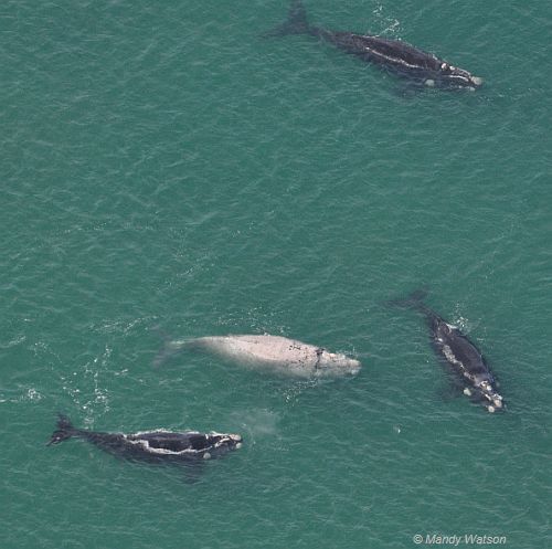 An unusual sighting of a 'white' Southern Right Whale off Port Fairy 27 July 2011 taken by Mandy Watson, DEPI, Warrnambool as part of the Victorian Whale monitoring program.