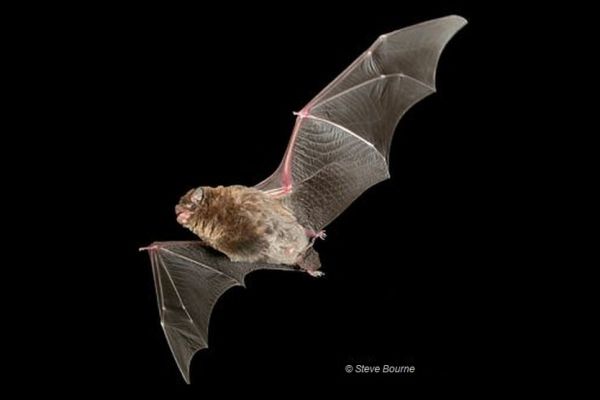 Southern Bent-wing Bat Image Steve Bourne