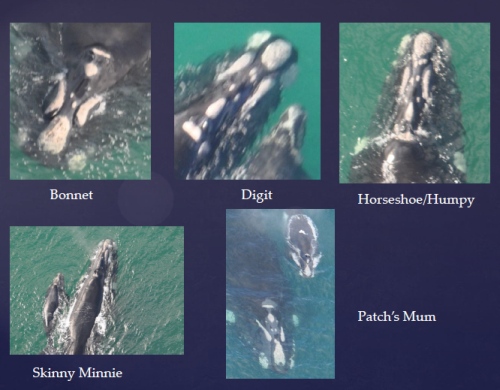 Examples of individual whales which have been identified by matching the unique pattern of white markings (callosities) covering the head area over repeated seasons. Source: SEA SRW PIC Catalogue - Warrnambool.
