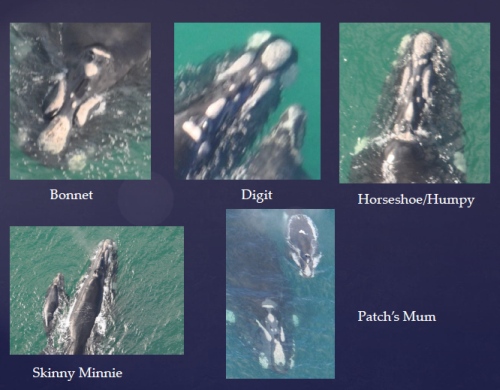 Examples of individual whales which have been identified by matching  the unique pattern of white markings (callosities) covering the head area over repeated seasons. Source: SEA SRW PIC Catalogue - Warrnambool.