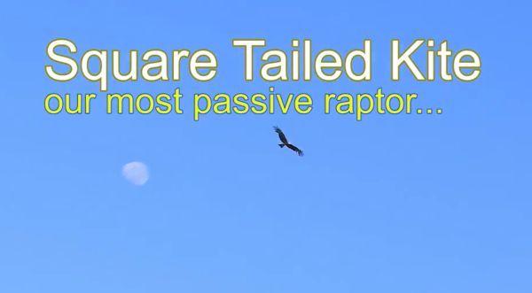 Square-tailed Kite video David Gemmell on Vimo