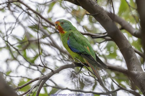 Swift Parrot Image copyright  by David Whelan