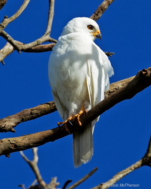 Grey Goshawk (white morph). Image courtesy Bob McPherson.