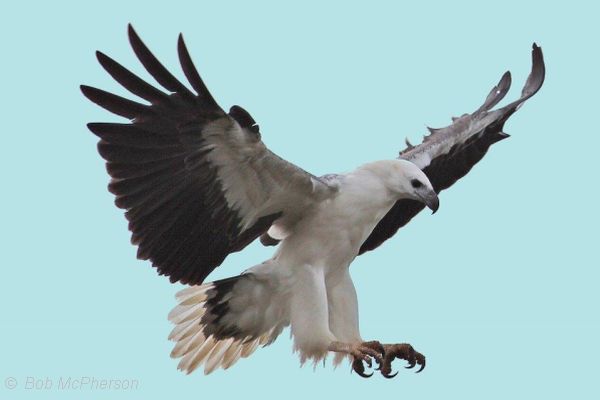 White-bellied Sea-Eagle Image: Bob McPherson