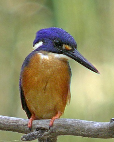 azure kingfisher Tony Wilson
