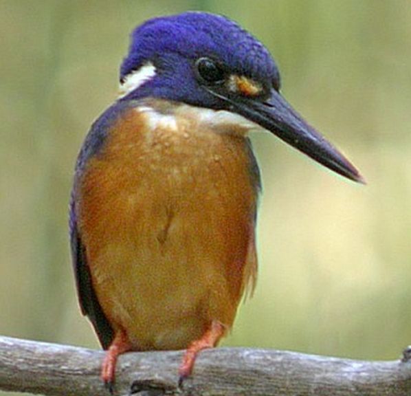 Azure Kingfisher