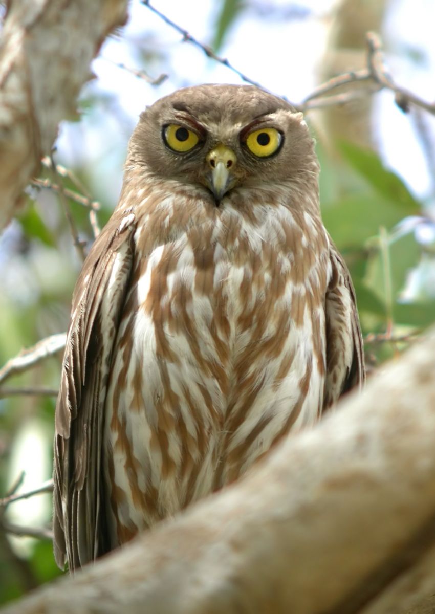 Barking Owl