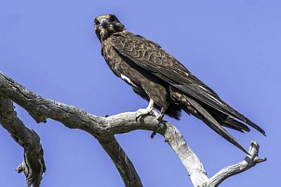 Black Falcon Image: David Whelan