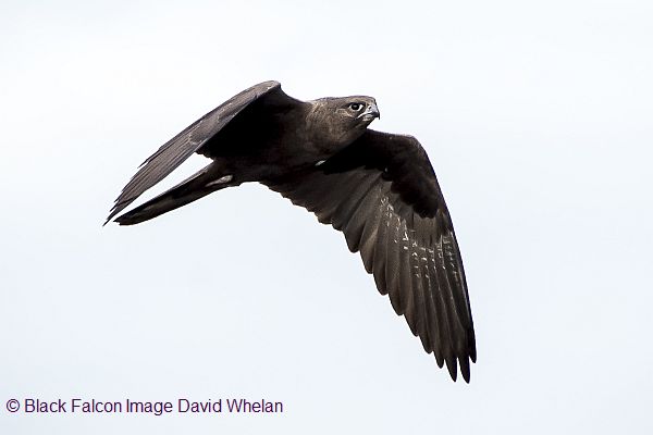 Black Falcon Image: David Whelan