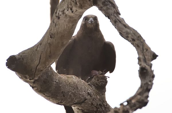 Black Falcon Image: David Whelan