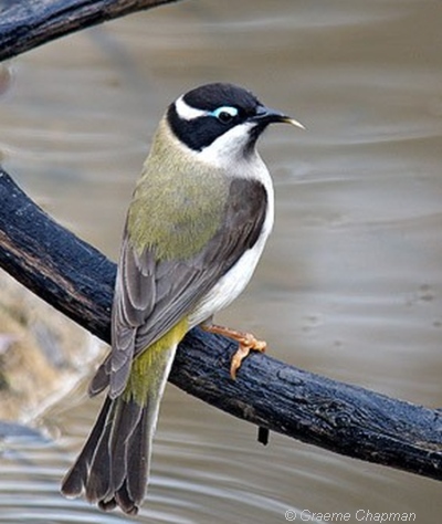 Black-chinned Honeyeater