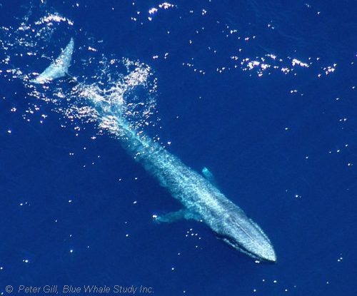 Blue Whale