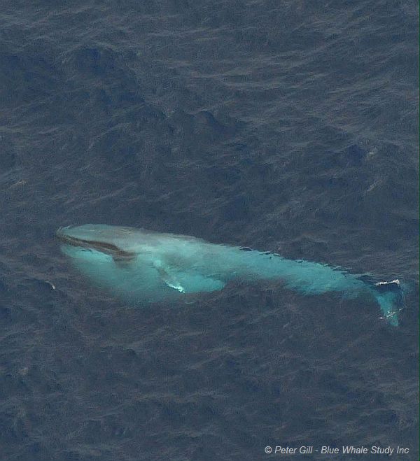 Blue Whale