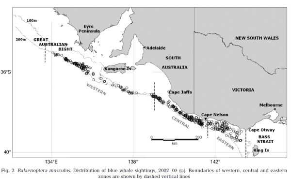 Australian map of the blue whale sightings