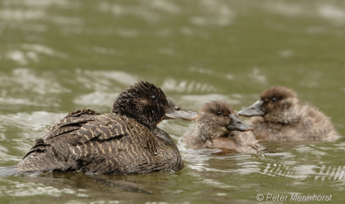 Blue-billed duck family. Image courtesy Peter Menkhorst.