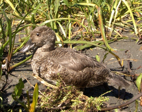 Female Blue-billed Duck - note the stiff tail feathers.