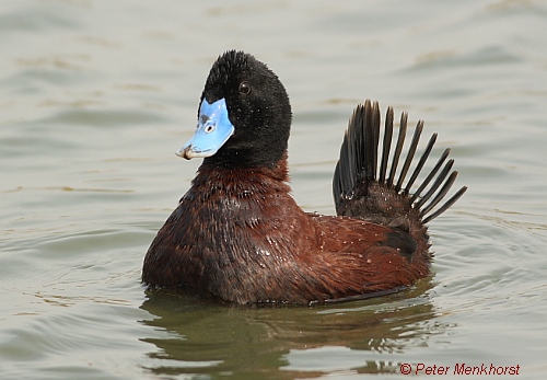 blue-billed duck Peter Menkhorst