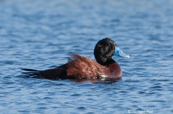 Blue-billed Duck