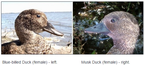 Blue-billed Duck (female) - left, Musk Duck (female) - right