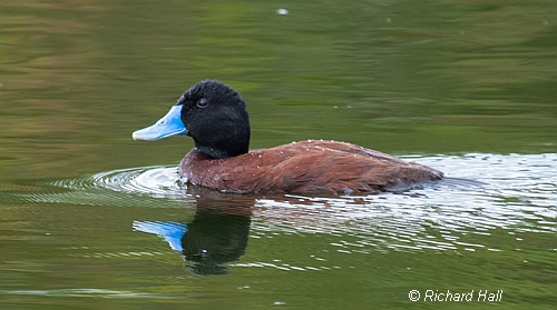 Blue-billed Duck (male). Image courtesy of Richard Hall photography