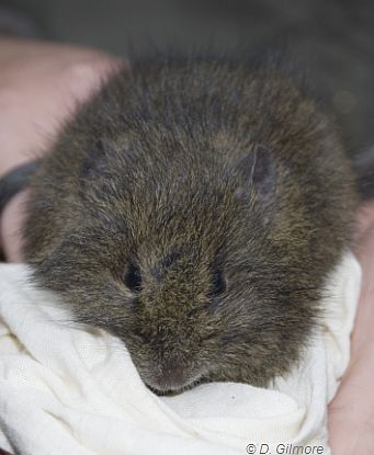 Broad-toothed Rat head