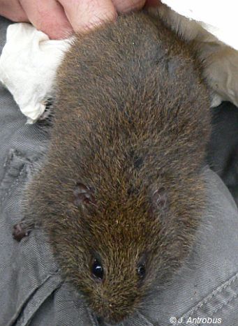 Broad-toothed Rat