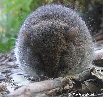 Broad-toothed Rat feeding