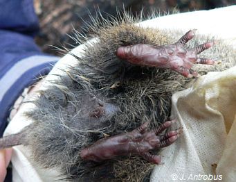 Broad-toothed Rat feet