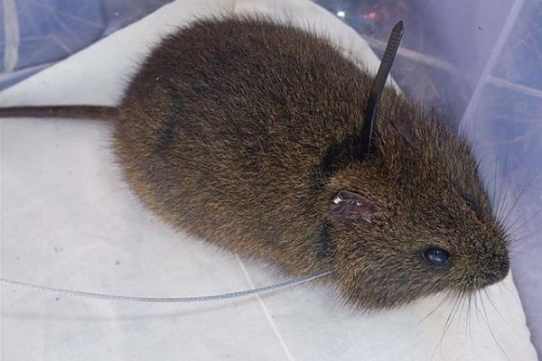 Broad-toothed Rat with radio collar