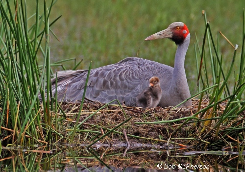 Brolga and Chick