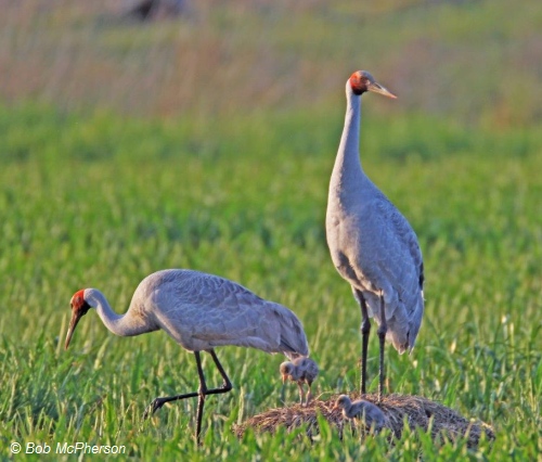 brolga