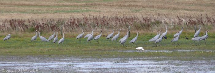 Image: Richard Hill, DELWP, Casterton