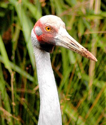 Brolga