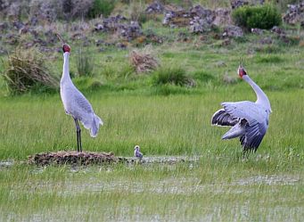 Brolga pairs bond for life and have been known to utilise the same nesting areas for up to 20 years