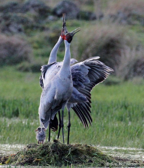 Brolga