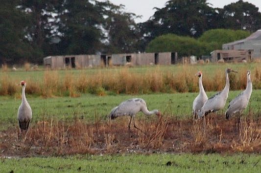 Brolgas can be a welcome sight on farmlands. Image: Stuart McCallum